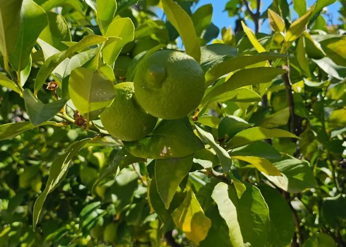 Il 10 Settembre 4* Enas